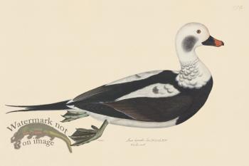 Rudbeck CFA 254 Long tail Duck F